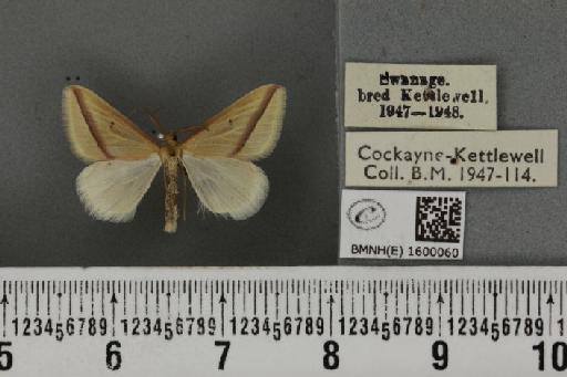 Rhodometra sacraria ab. fumosa Prout, 1937 - BMNHE_1600060_300640