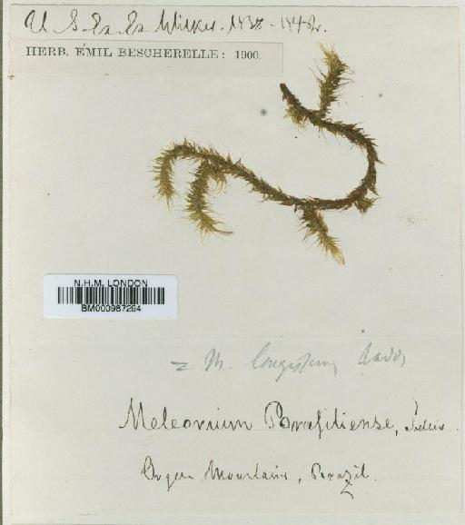 Spiridentopsis longissima (Raddi) Broth. - BM000987294