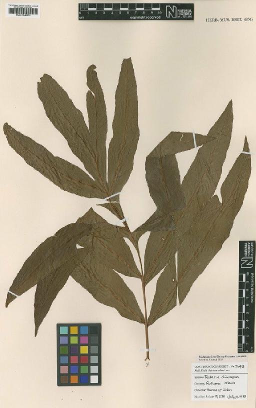 Tectaria dimorpha H.St.John - BM001048601