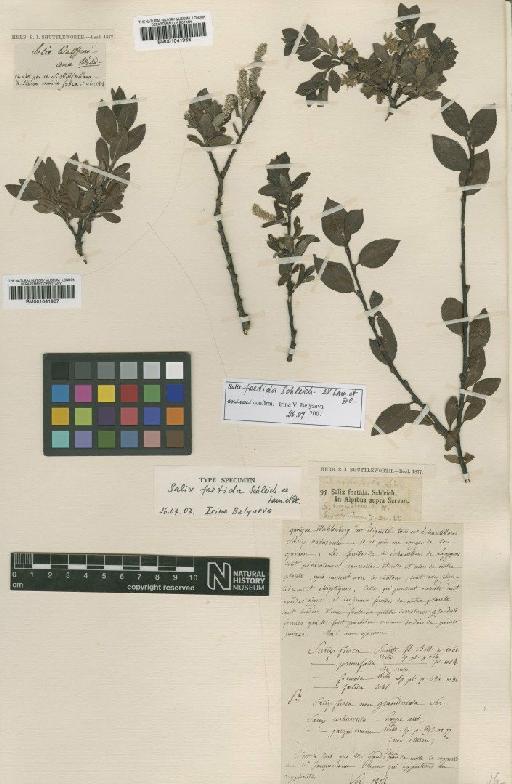 Salix foetida Schleich. ex Lam. & DC. - BM001041966