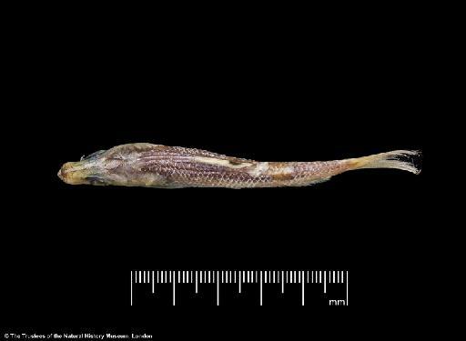 Herklotsichthys lossei Wongratana, 1983 - BMNH 1976.8.19.51-63, PARATYPES, Herklotsichthys lossei a, dorsal
