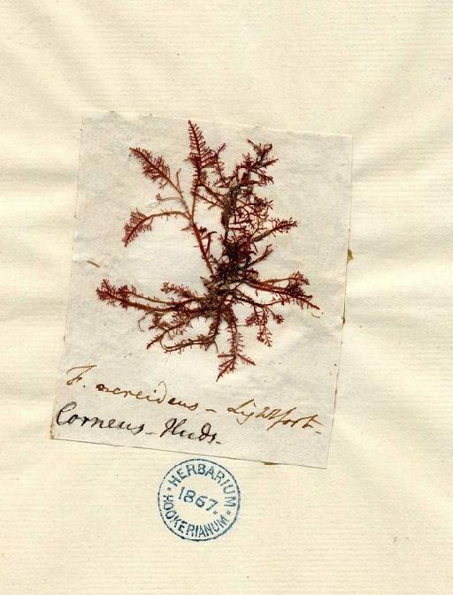 Gelidium corneum (Huds.) J.V.Lamour. - BM000044247