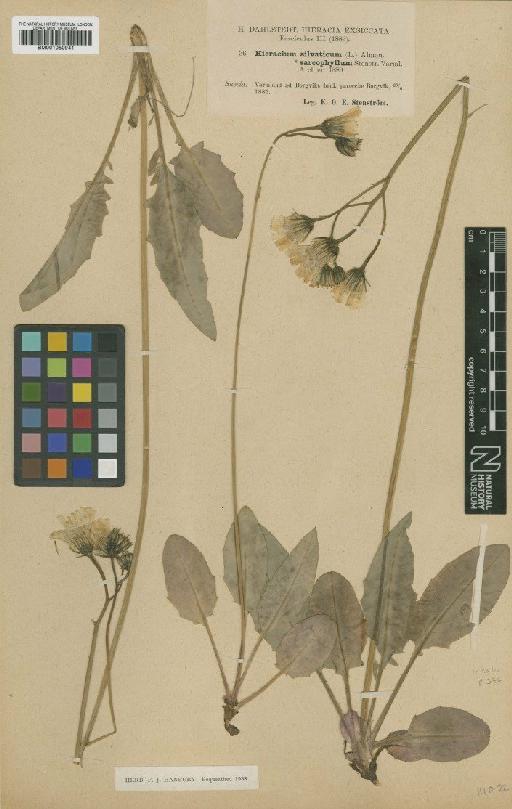 Hieracium silvaticum subsp. sarcophyllum Stenstr. - BM001050941