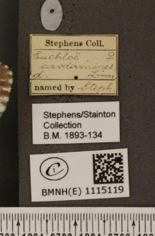 Anthocharis cardamines britannica Verity, 1908 - BMNHE_1115119_label_68200