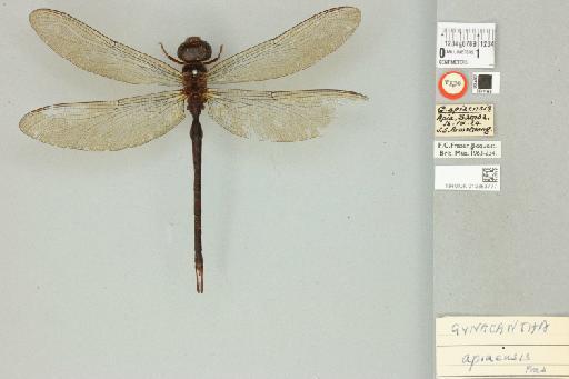 Gynacantha apiaensis Fraser, 1927 - 013383777_Gynacantha_apiaensis_Dorsal