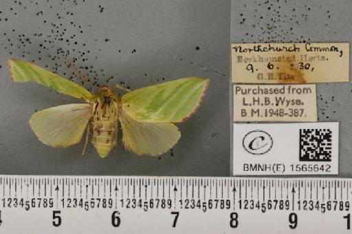 Pseudoips prasinana britannica (Warren, 1913) - BMNHE_1565642_293745