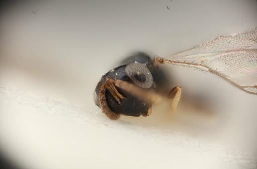 Pterosemopsis eilogoa Boucek, 1988 - 013457783_Pterosemopsis_eilogoa_HT-F-5.3272_face-x300.tif
