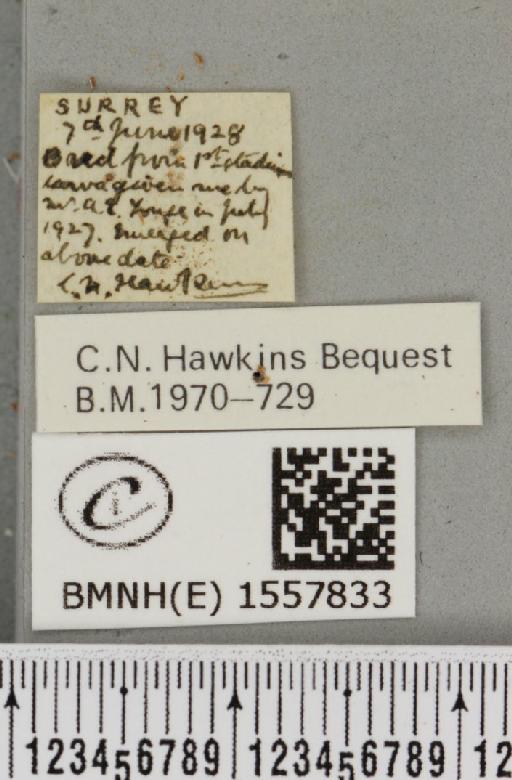 Orgyia recens (Hübner, 1819) - BMNHE_1557833_label_256999