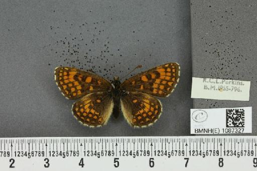 Melitaea athalia (Rottemburg, 1775) - BMNHE_1087327_57760