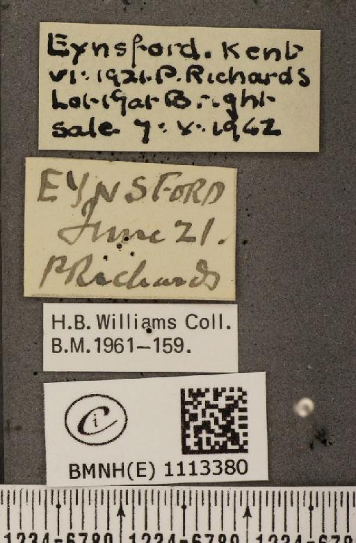 Anthocharis cardamines britannica ab. umbrosa Culot, 1905 - BMNHE_1113380_label_66706