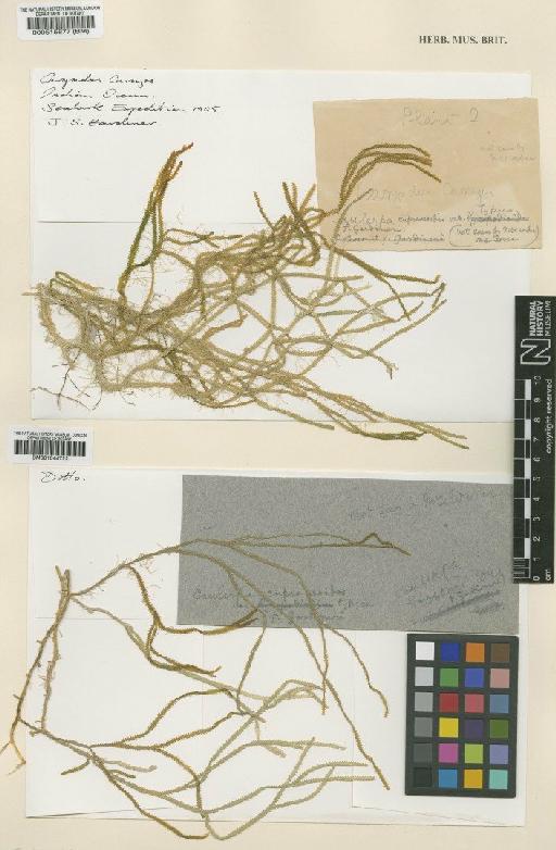 Caulerpa cupressoides var. typica f. gardineri Weber Bosse - BM001044722