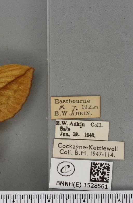 Euthrix potatoria ab. obscura Closs, 1920 - BMNHE_1528561_label_197072