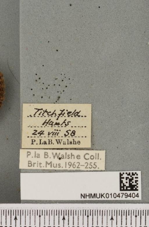 Amphipyra berbera svenssoni Fletcher, D.S., 1968 - NHMUK_010479404_label_571803