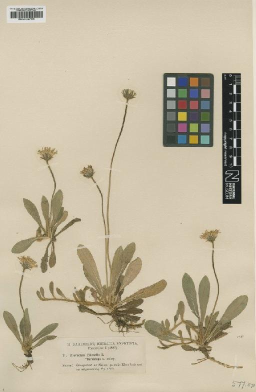 Hieracium pilosella subsp. furviceps Dahlst. - BM001047278