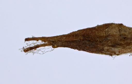 Ischnotoma (Icriomastax) nudicornis (Macquart) - Tipula_nudicornis-010210571-genitalia_lateral