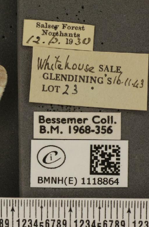 Leptidea sinapis sinapis ab. ganarew Frohawk, 1914 - BMNHE_1118864_label_73804