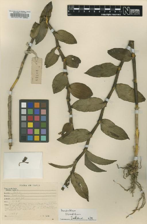 Dendrobium Sw. - BM001010154