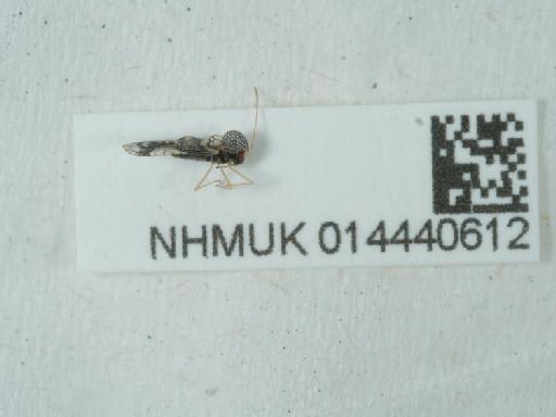 Stephanitis (Stephanitis) takeyai Drake & Maa, 1955 - 014440612_3