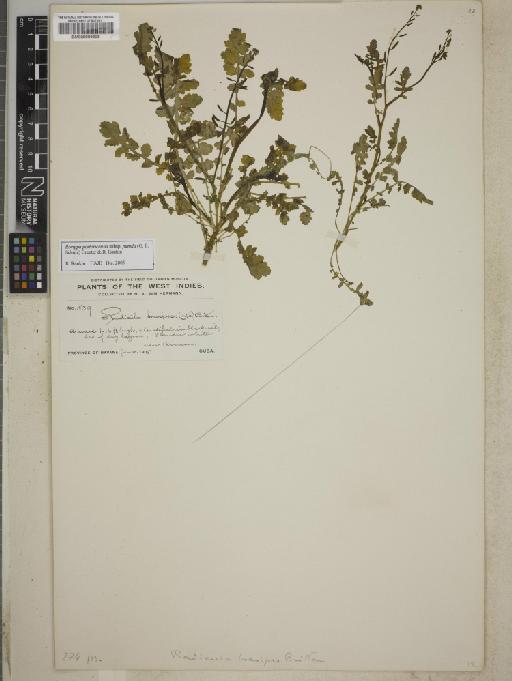 Rorippa portoricensis subsp. pumila (O.E.Schulz) Greuter & R.Rankin - BM000889605
