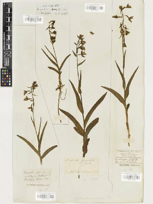 Epipactis palustris (L.) Crantz - BM001116307