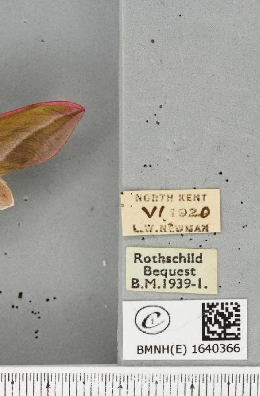 Deilephila elpenor (Linnaeus, 1758) - BMNHE_1640366_label_206529