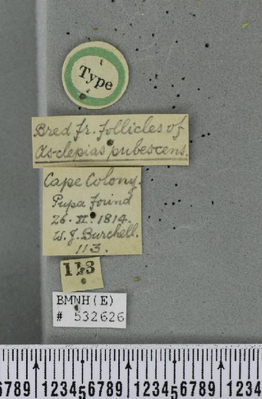 Dacus (Leptoxyda) fuscatus Wiedemann, 1819 - BMNHE_532626_label_39402