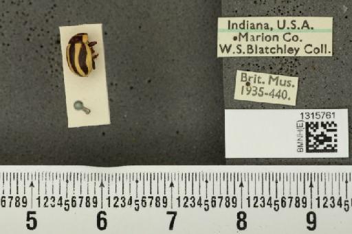 Calligrapha (Bidensomela) praecelsis (Rogers, 1856) - BMNHE_1315761_15781