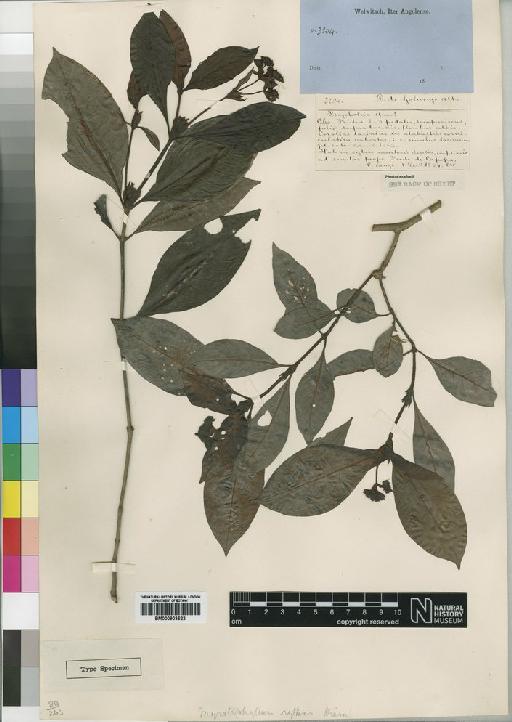 Psychotria schweinfurthii Hiern - BM000903622