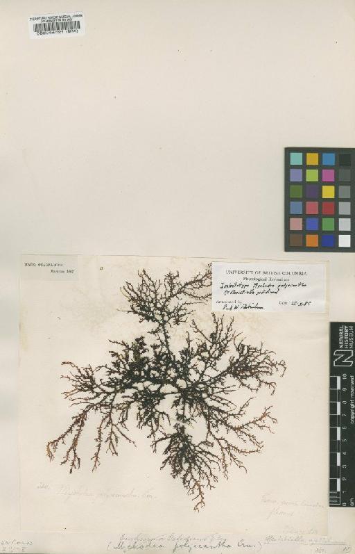 Meristiella gelidium (J.Agardh) D.P.Cheney & P.W.Gabrielson - BM000044021