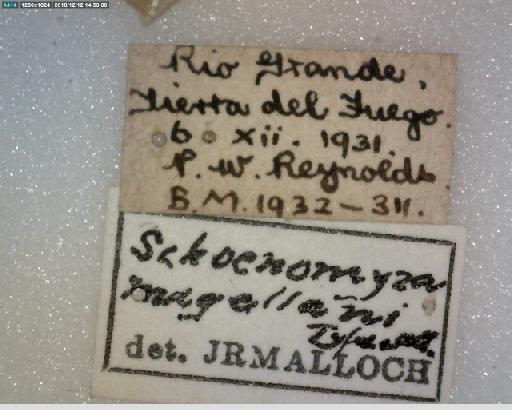 Spathipheromyia magellani Malloch, 1934 - Spathipheromtia magellani HT labels 1