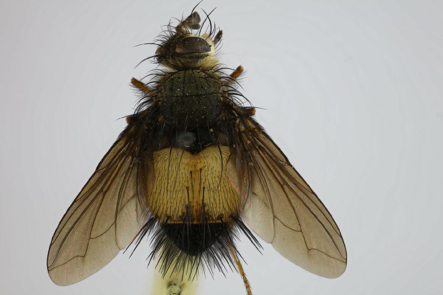 Pseudoxanthozonella similis