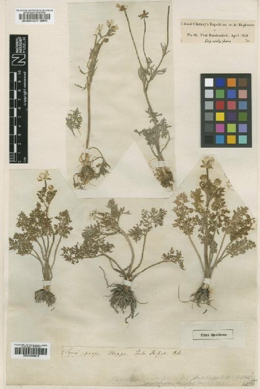 Ranunculus millefolius Banks & Sol. - BM000564317