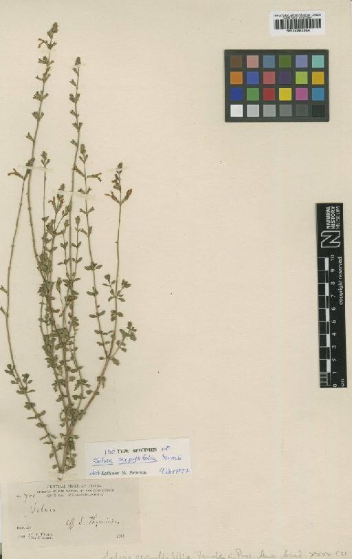 Salvia serpyllifolia Fernald - BM000992984