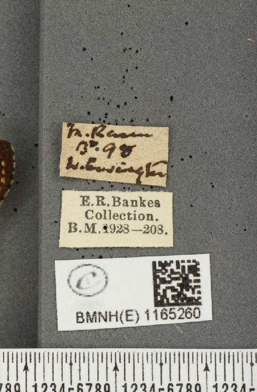 Euphydryas aurinia (Rottemburg, 1775) - BMNHE_1165260_label_52793