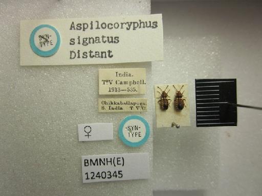 Aspilocoryphus signatus Distant, 1918 - Aspilocoryphus signatus-BMNH(E)1240345-Syntype female dorsal & labels
