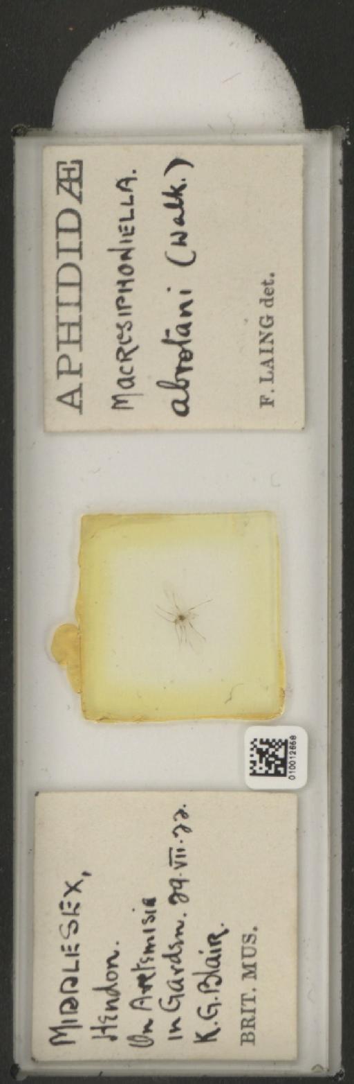 Macrosiphoniella abrotani Walker, 1852 - 010012658_112658_1094710
