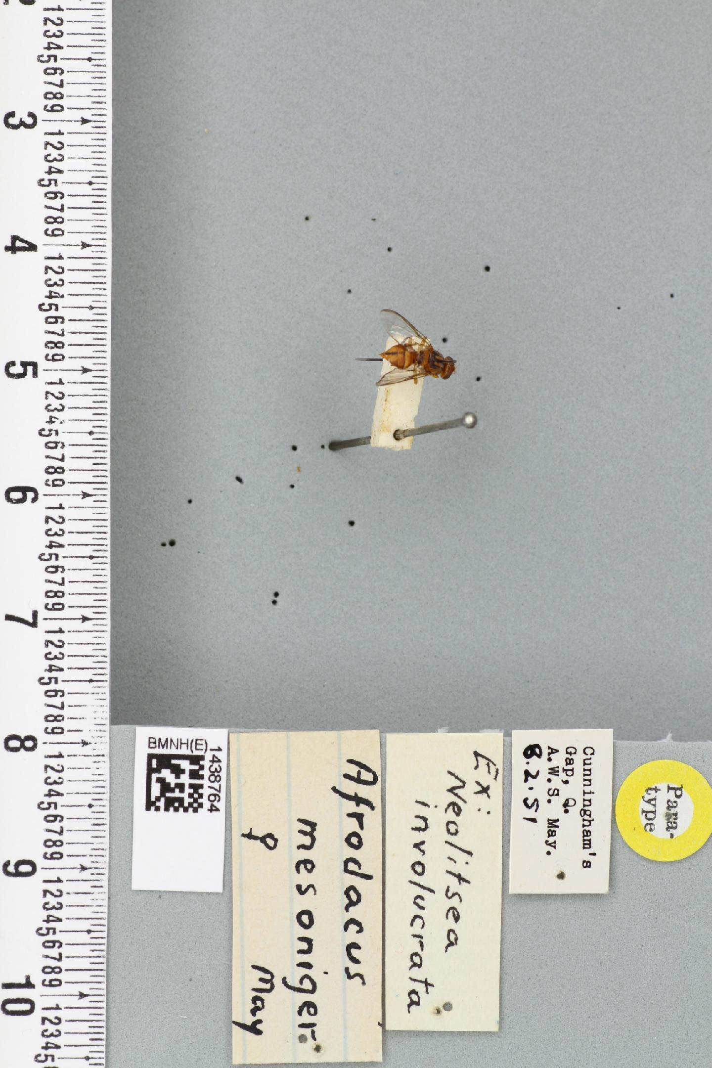 Bactrocera aberrans