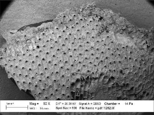 Manzonella neogenica (Buge) - PI D 6940 - Manzonella [Thalamoporella] neogenica