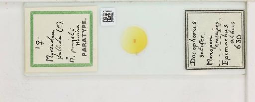 Myrsidea crassipes pallida Piaget, 1885 - 010711662_816381_1432139
