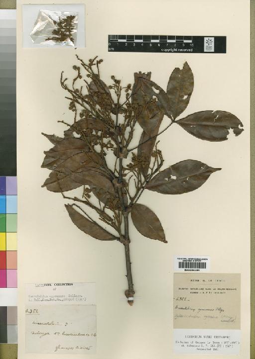 Gilbertiodendron ogoouense (Pellegr) Léonard - BM000842260