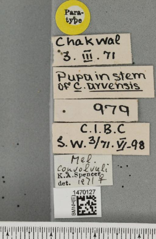 Melanagromyza albocilia Hendel, 1931 - BMNHE_1470127_label_44677