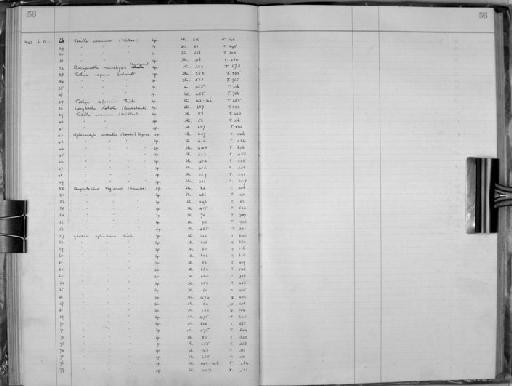 Stylocordyla borealis (Lovén, 1868) - Zoology Accessions Register: Spongiida: 1938 - 1954: page 56