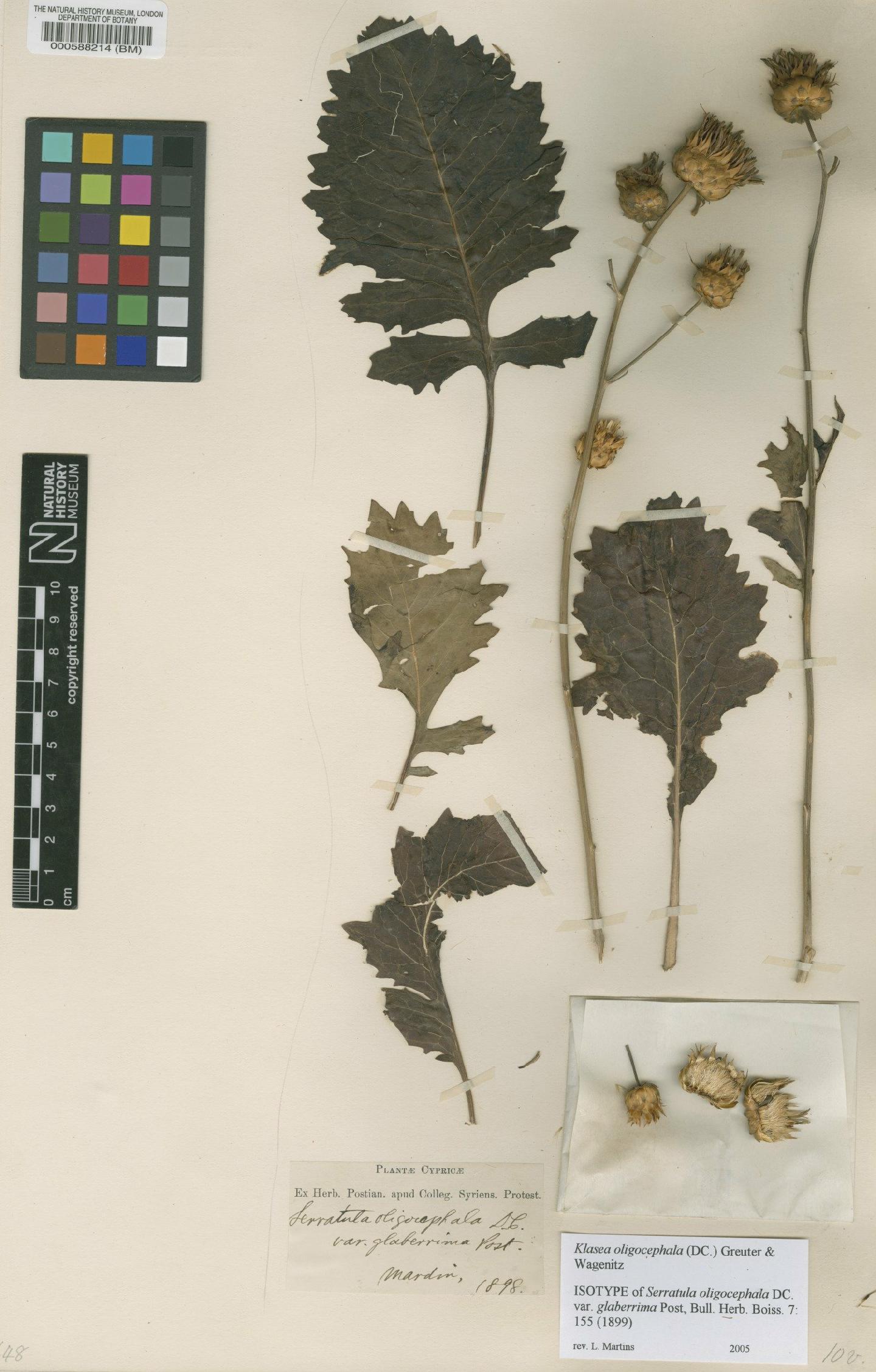 To NHMUK collection (Serratula oligocephala DC.; Isotype; NHMUK:ecatalogue:4981735)