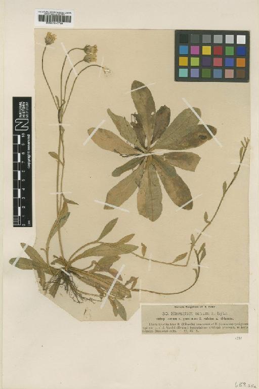 Hieracium laschii var. genuinum Nägeli & Peter - BM001047739