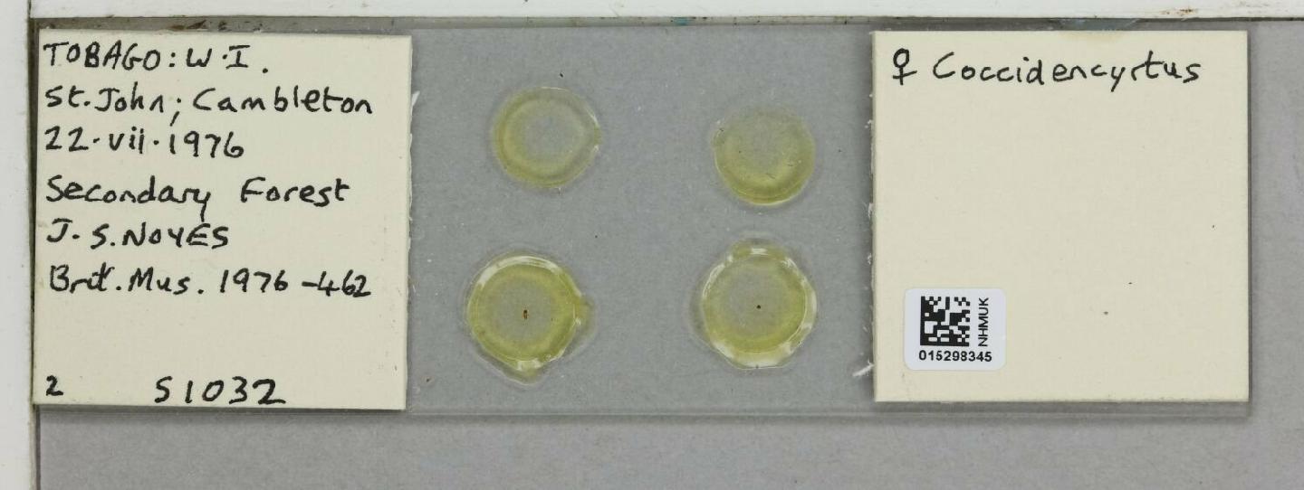 Coccidencyrtus