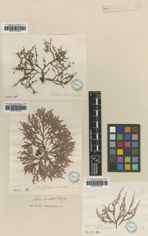 Heterosiphonia wrangelioides (Harv.) Reinbold - BM001039196