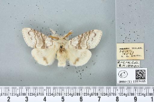 Calliteara pudibunda (Linnaeus, 1758) - BMNHE_1557465_254948