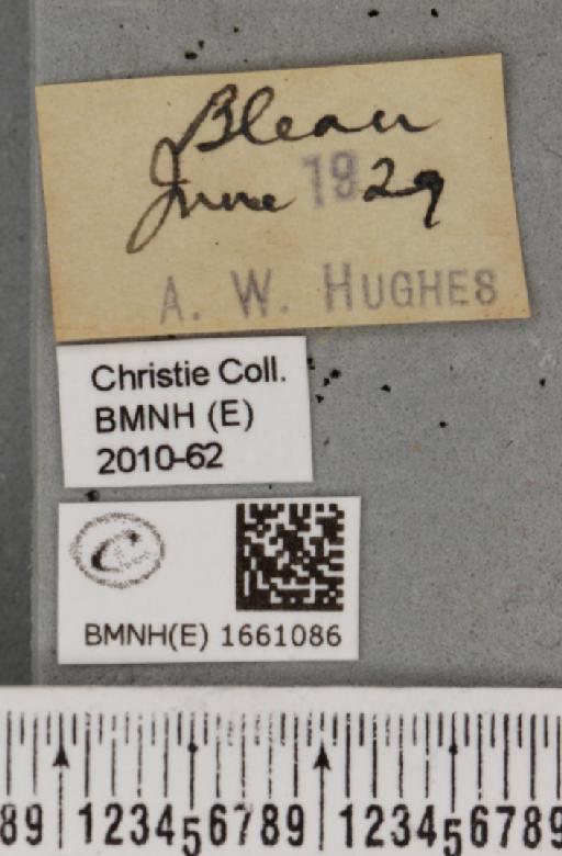 Cybosia mesomella (Linnaeus, 1758) - BMNHE_1661086_label_284769