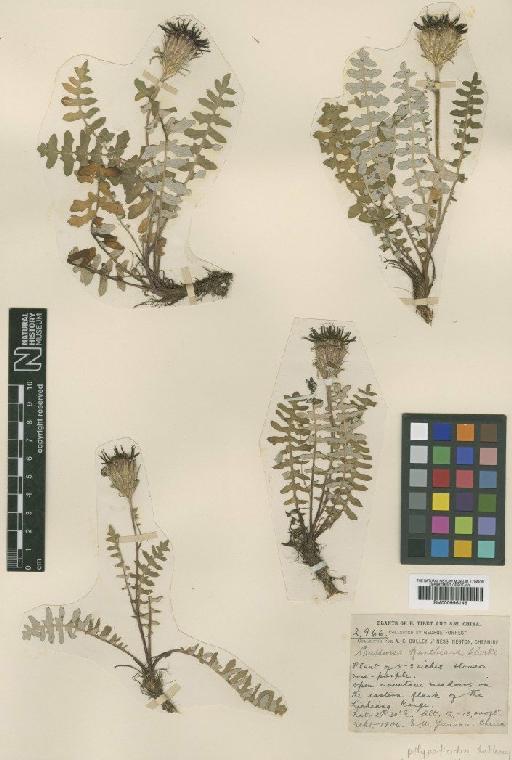 Saussurea polypodioides J.Anthony - BM000996146