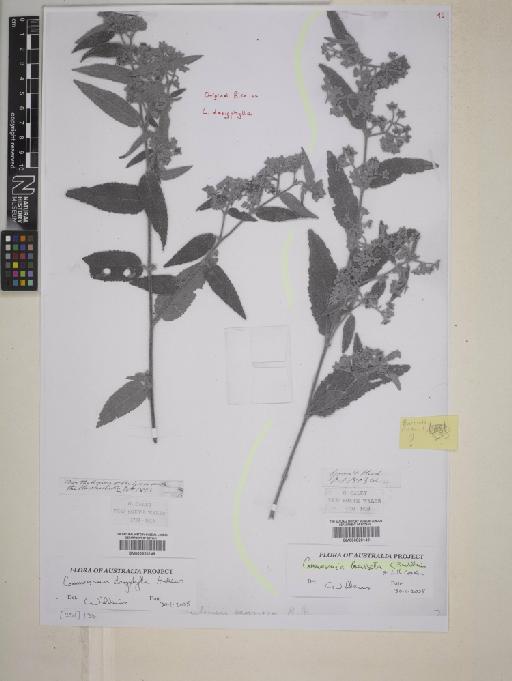 Commersonia breviseta C.F.Wilkins & L.M.Copel. - BM000820148_photocopy